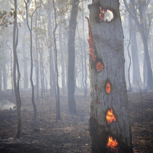 Burning tree candle Wooroora rd Burning tree candle Wooroora rd