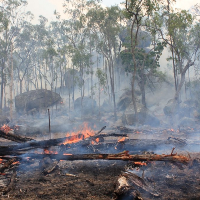 After the fire - Ravenshoe RFB Atherton Tableland After the fire - Ravenshoe RFB Atherton Tableland