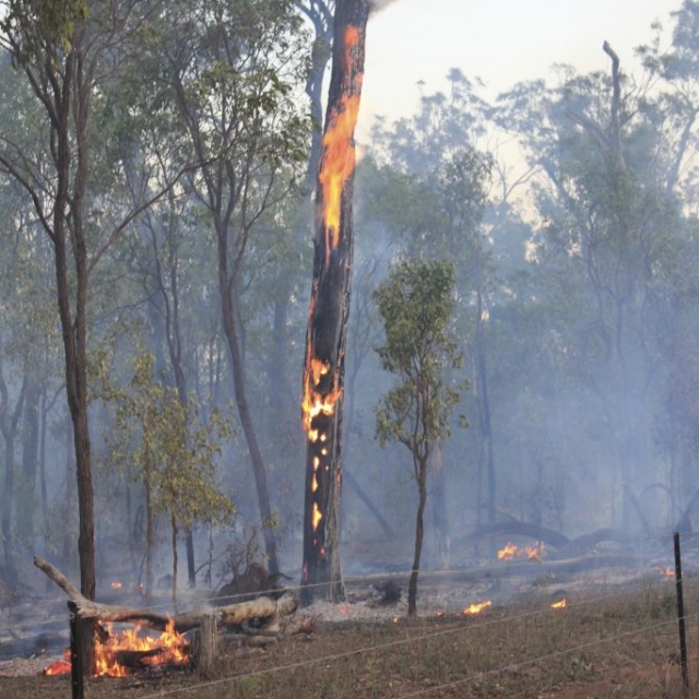 Tree candle on fire-ground Tree candle on fire-ground